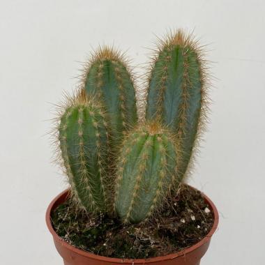 Pilosocereus pachycladus